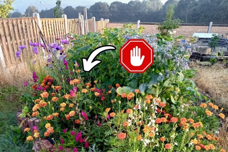Plants You Should Never Grow in Your Garden