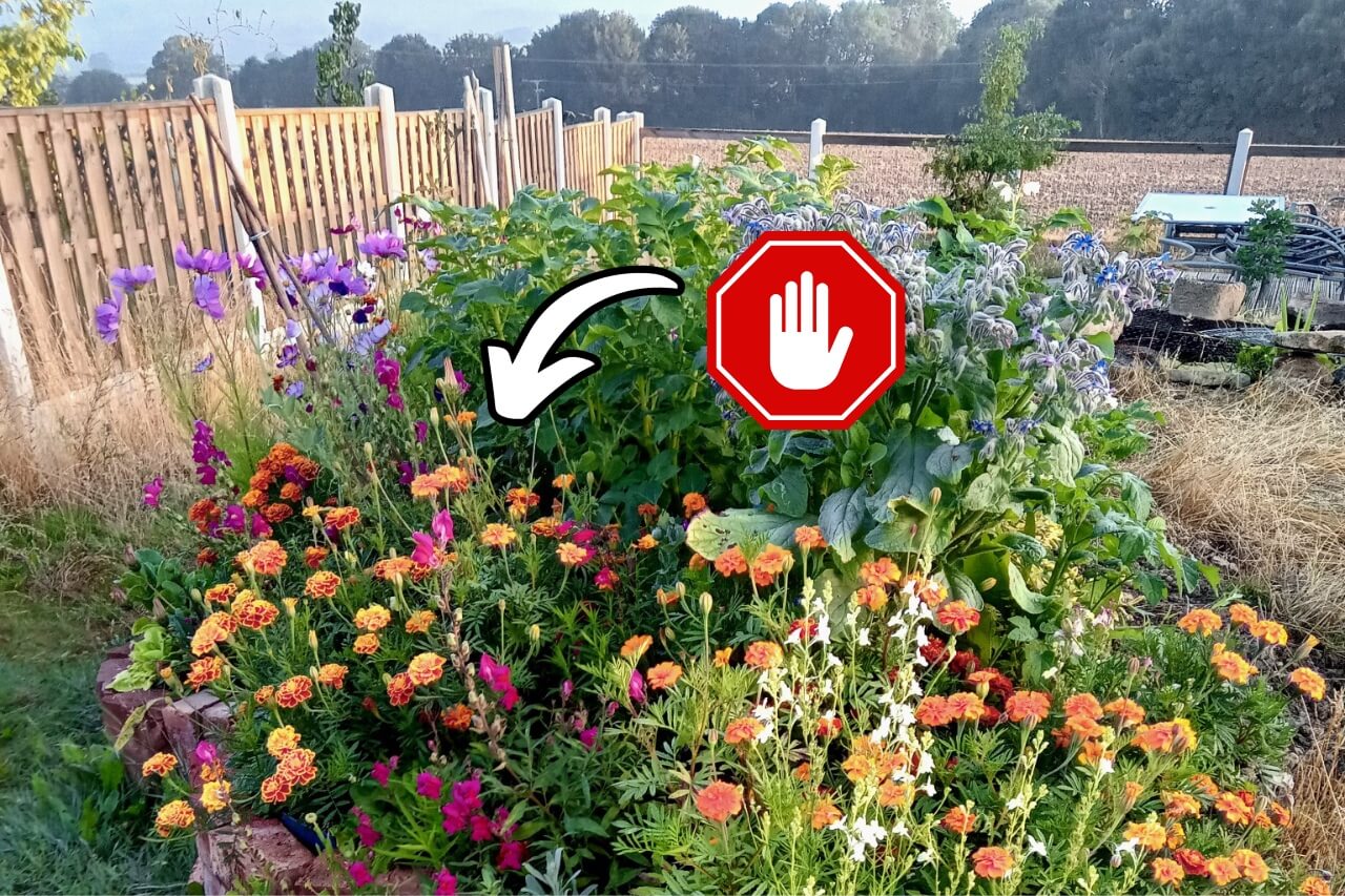 Plants You Should Never Grow in Your Garden