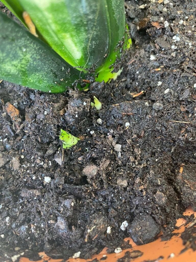 Pups growing from a snake plant