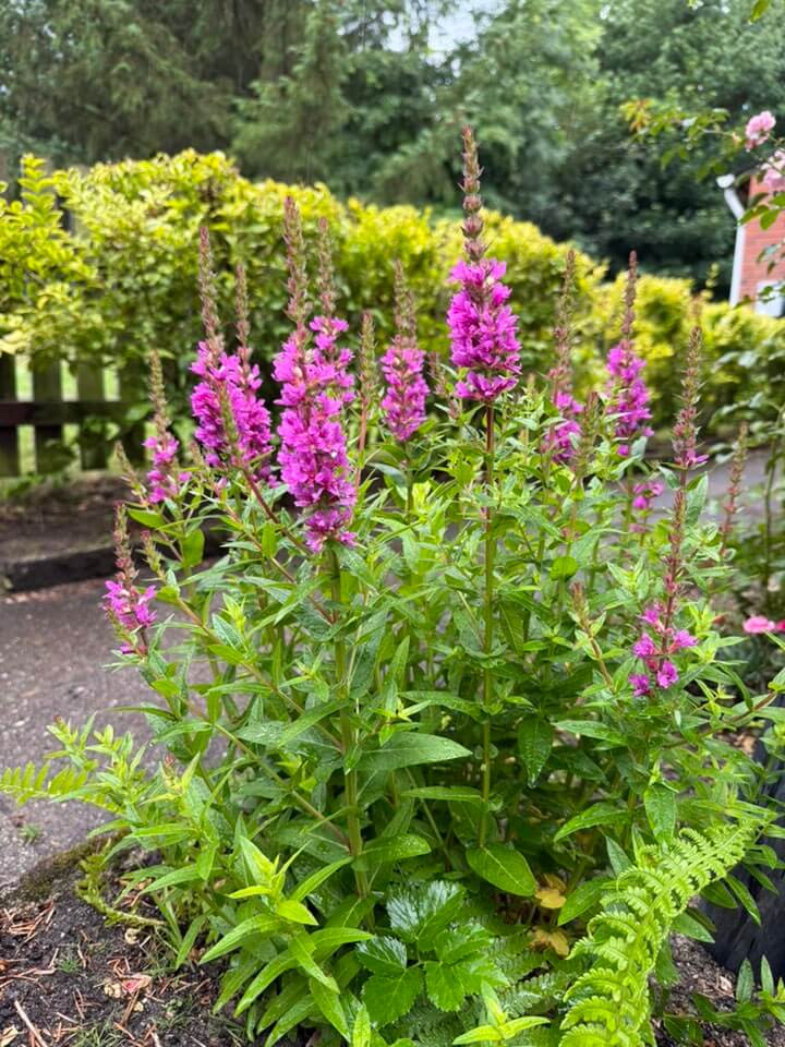 Purple Loosestrife
