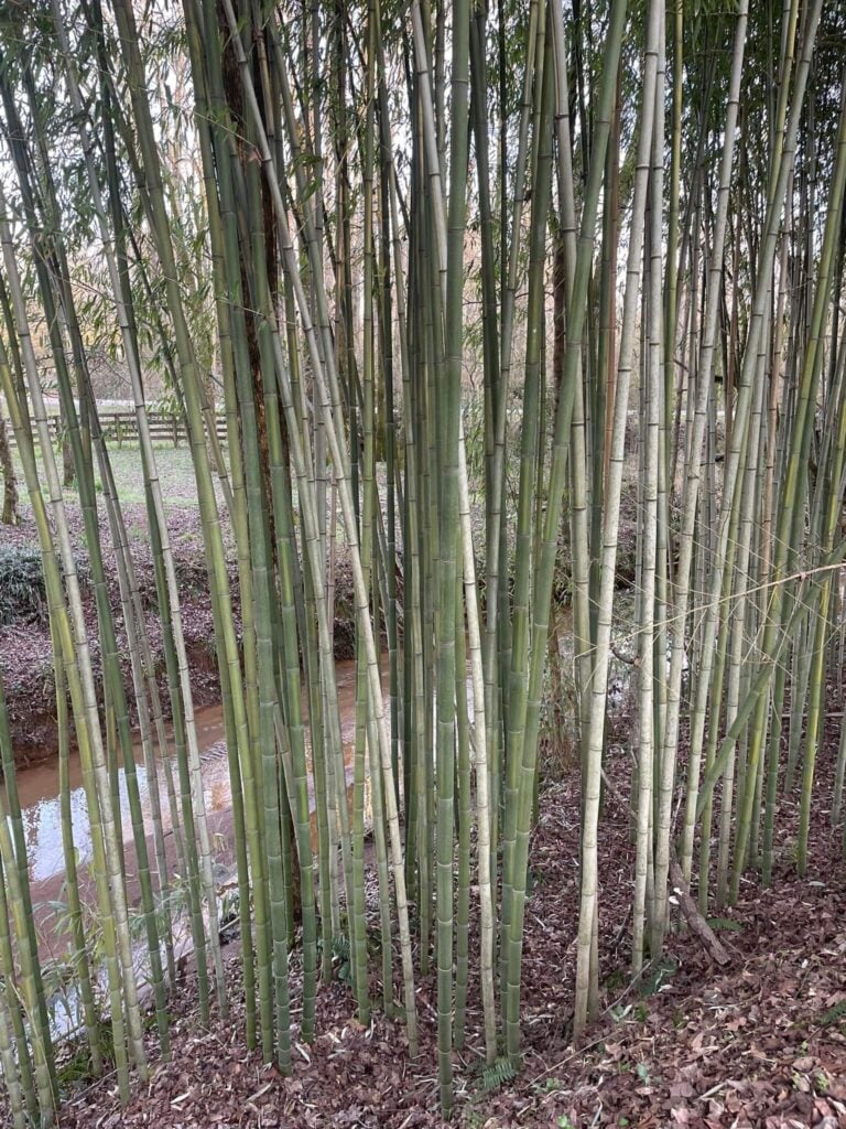 Running Bamboo