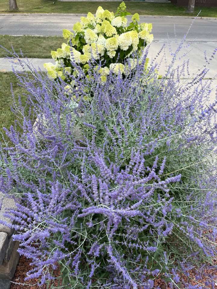 Russian Sage