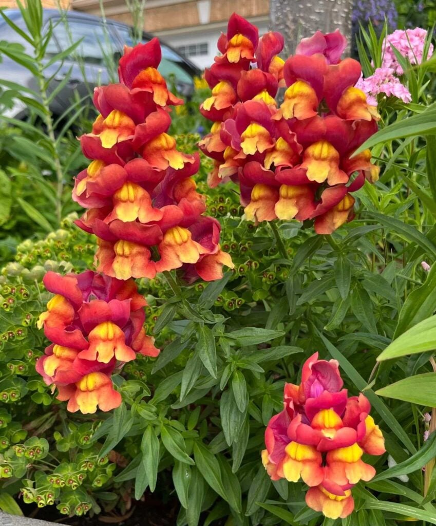 Snapdragons