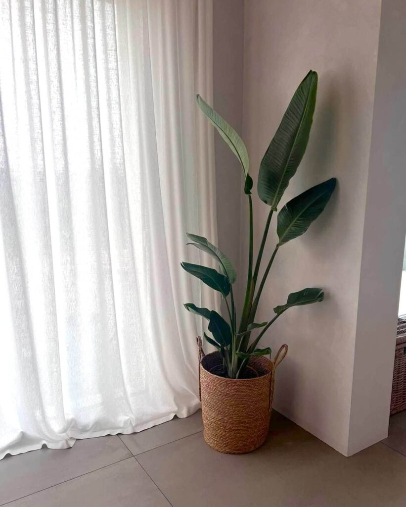Bird of paradise inside