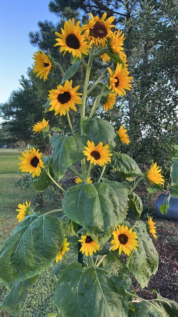 Branching sunflower