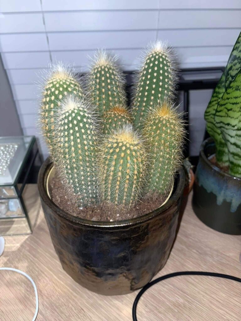 Cactus