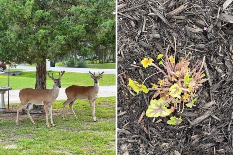 deer eating plants