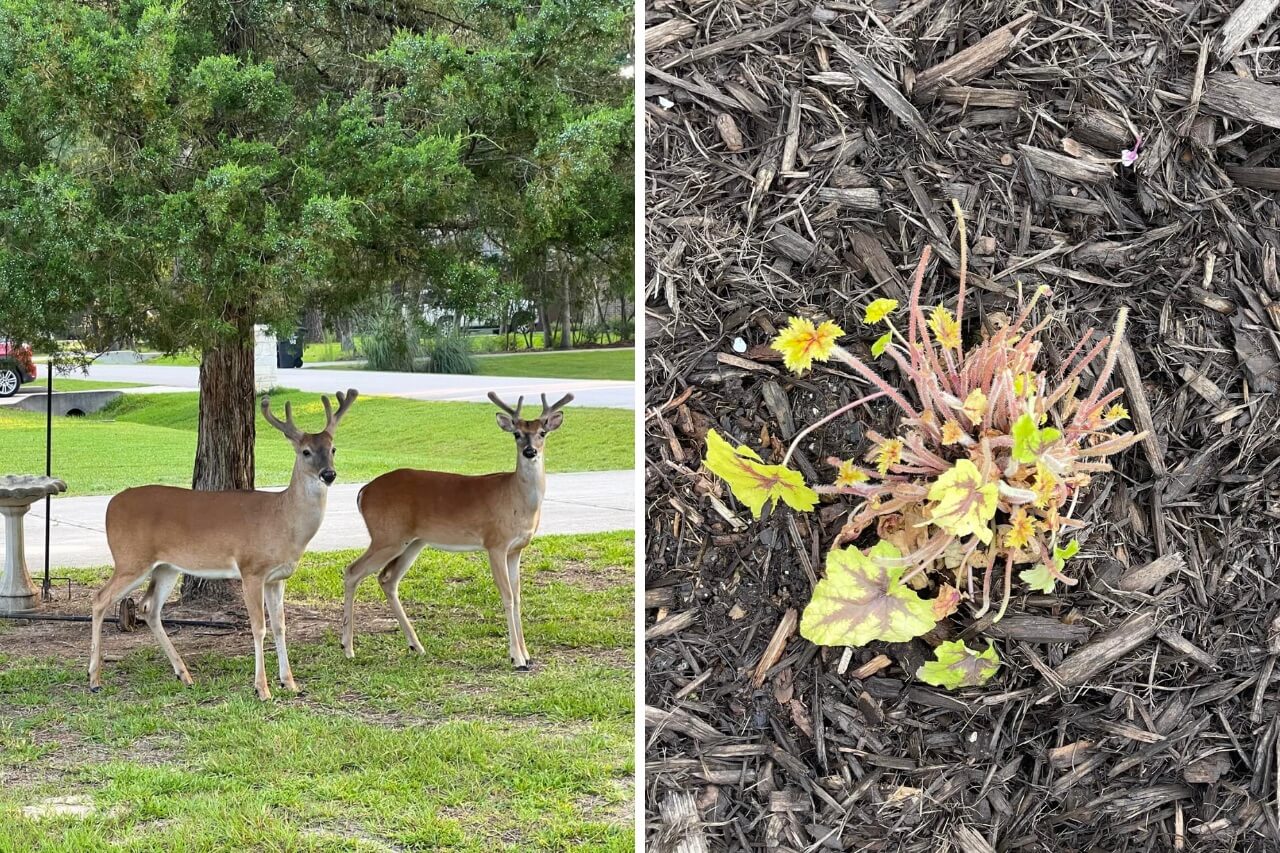deer eating plants