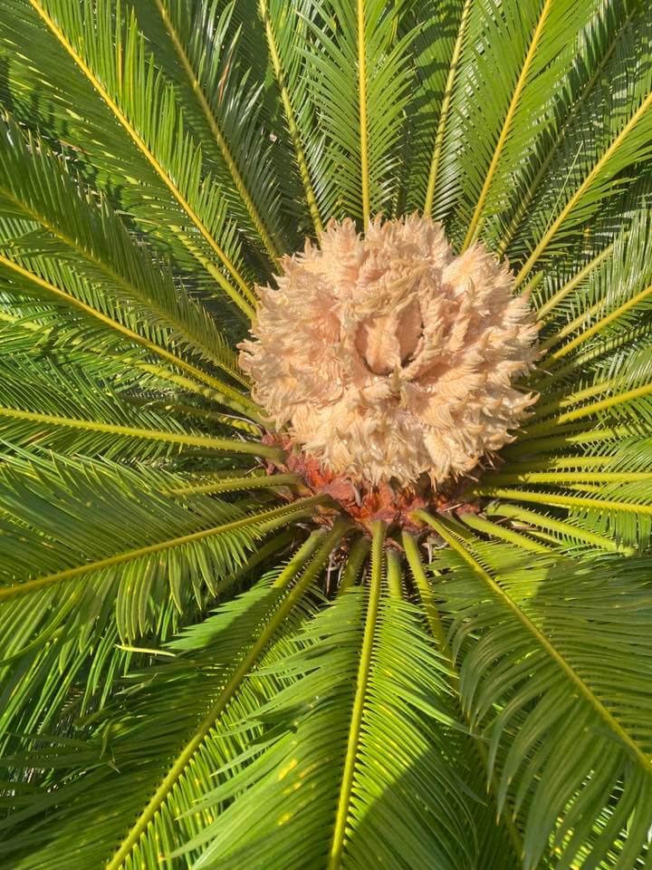 female sago palm that will soon produce red seeds