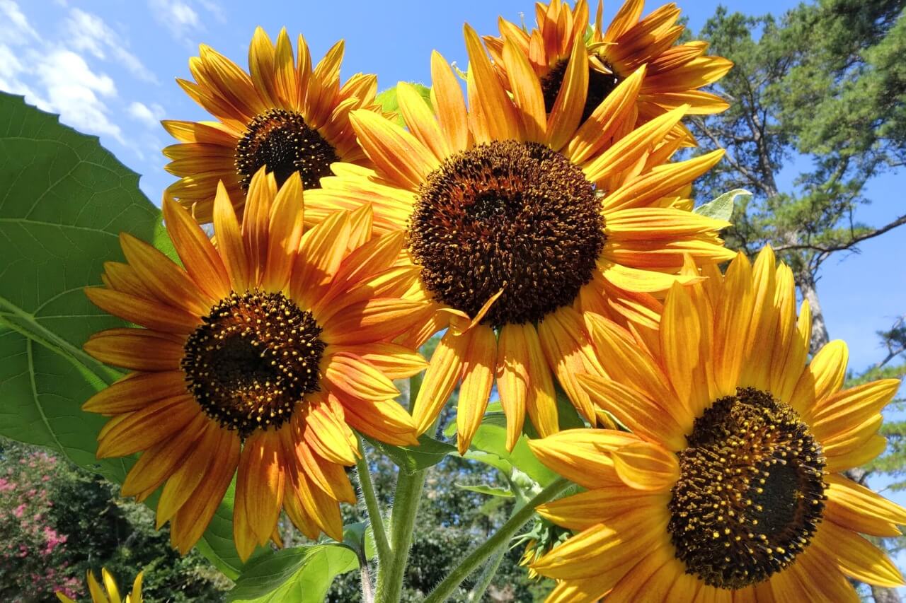 group of sunflowers