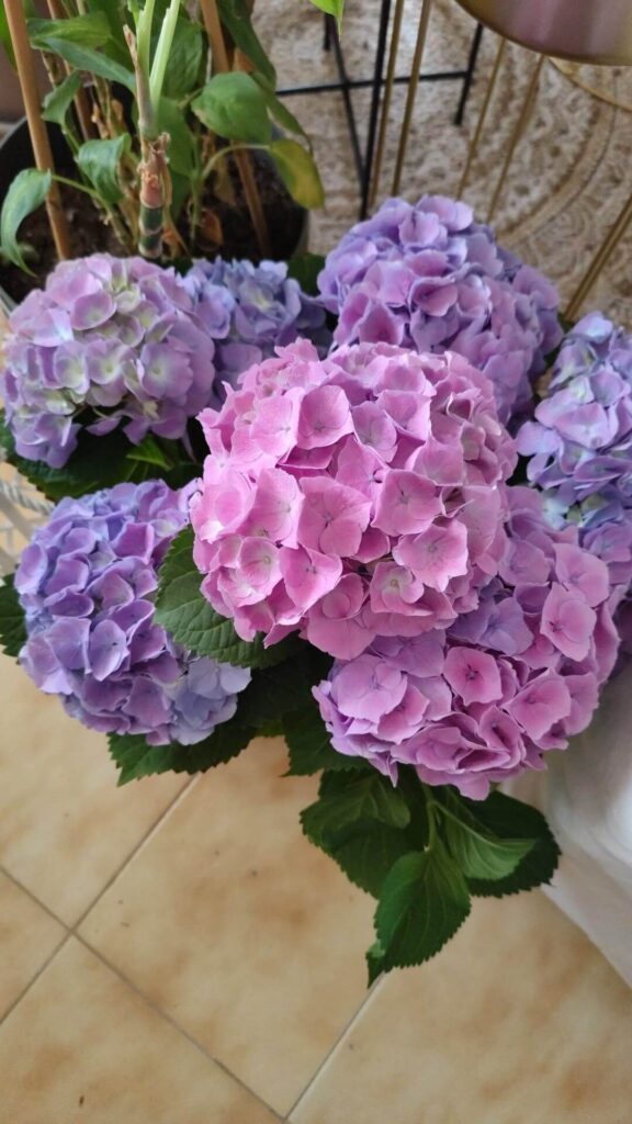 Hydrangeas inside
