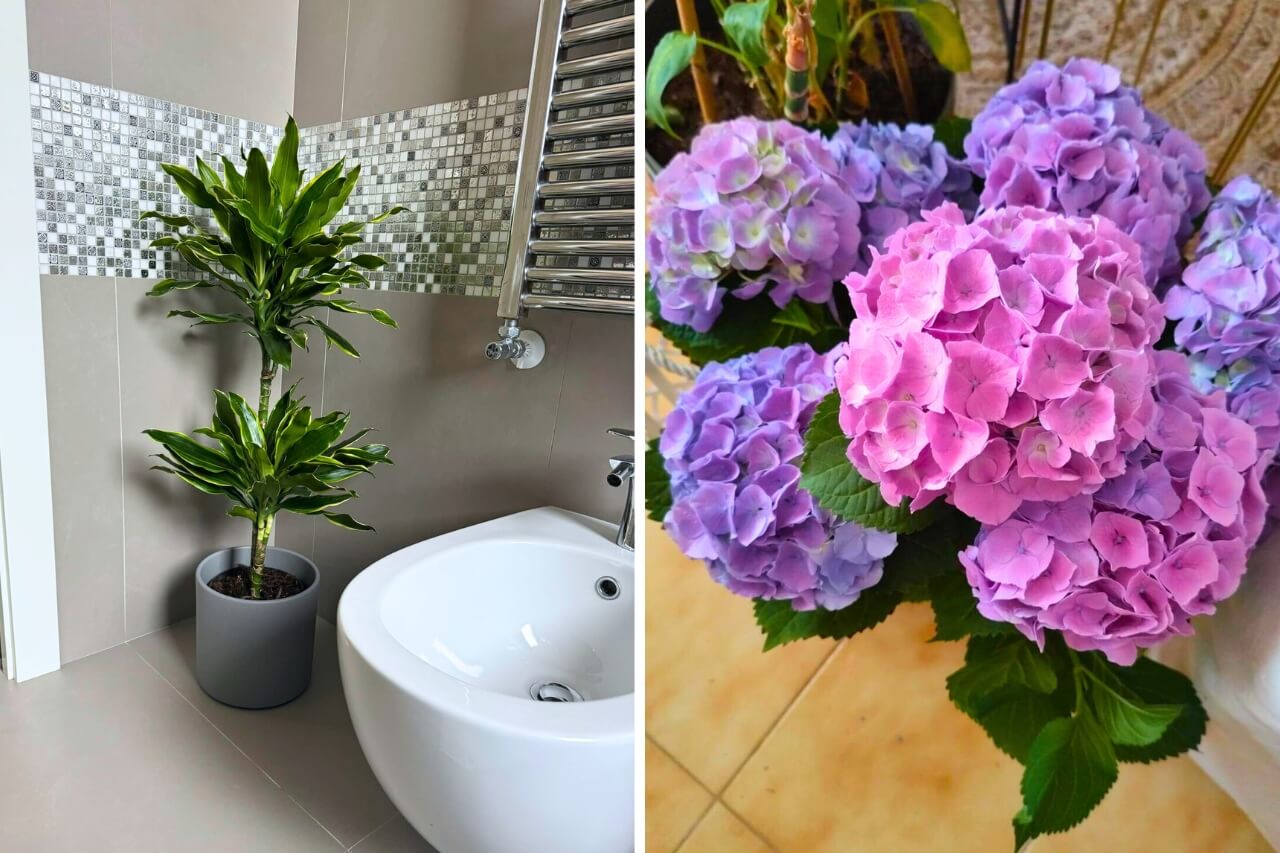 indoor plants