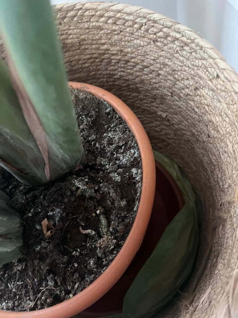 Mold on soil