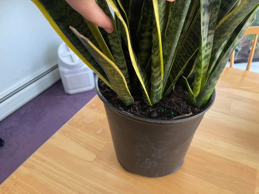 Repot a snake plant