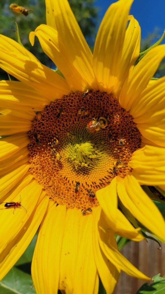 Single sunflower feeding a lot of insects