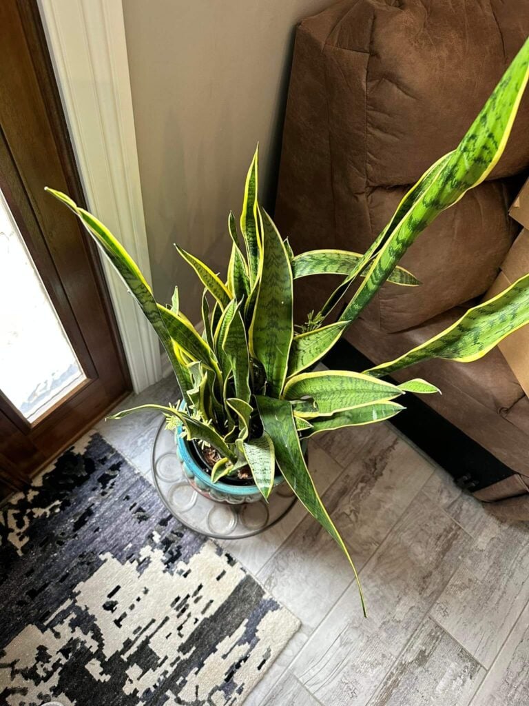 Snake plant in a brighter location