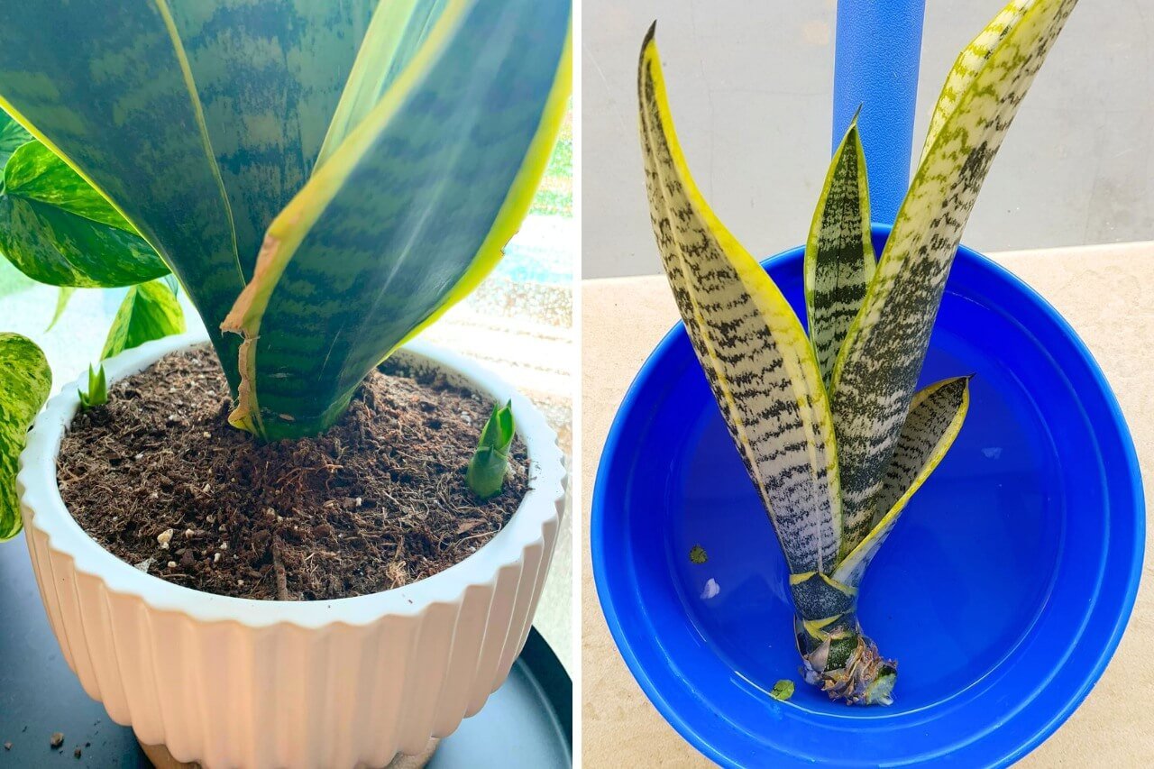 snake plant pups