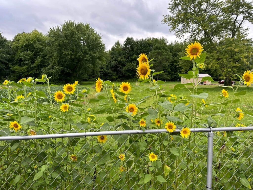 Sunflower fence