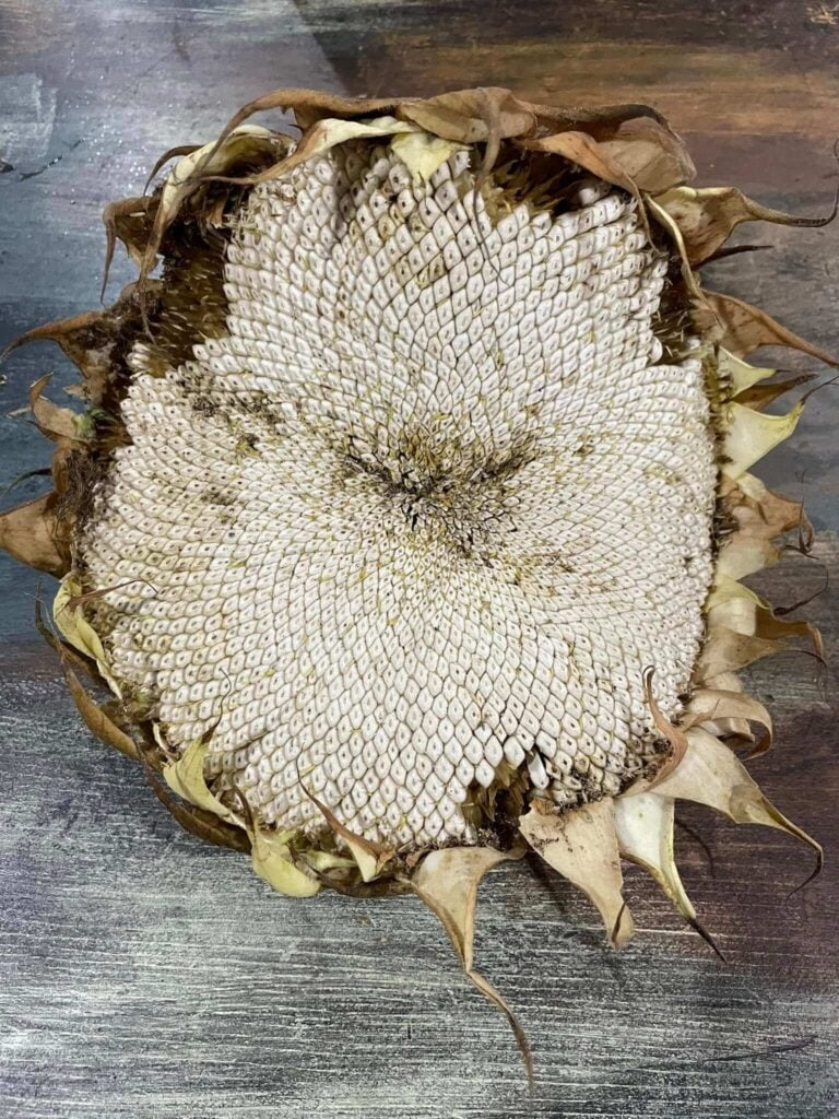Sunflower seeds