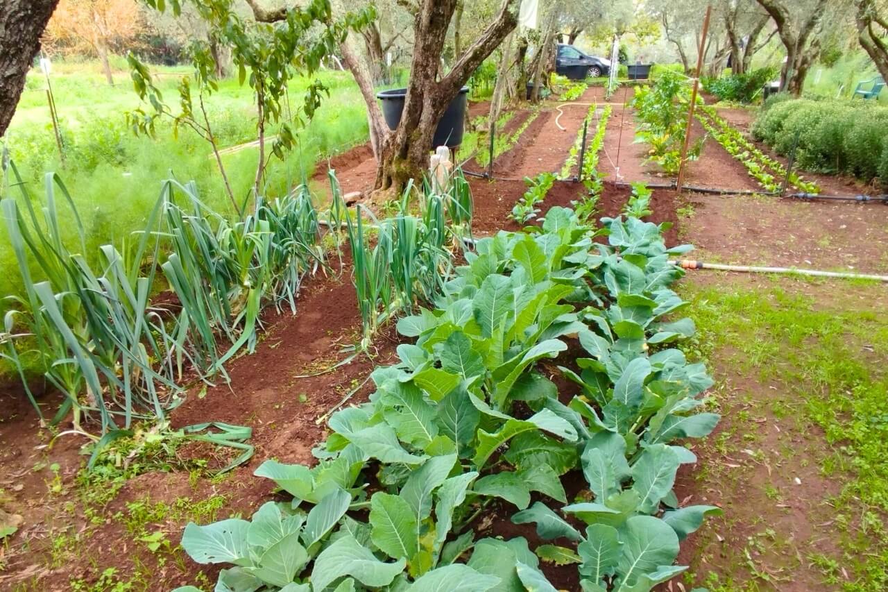 vegetables planted in the garden