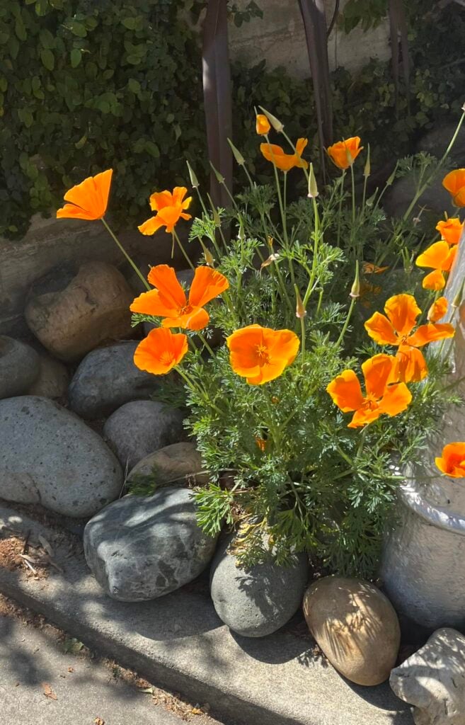 California Poppy