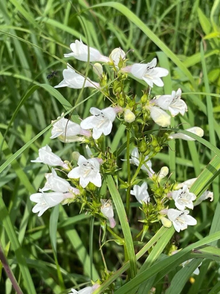 Foxglove Beardtongue