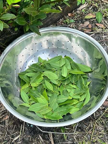 Harvested some bay leaves
