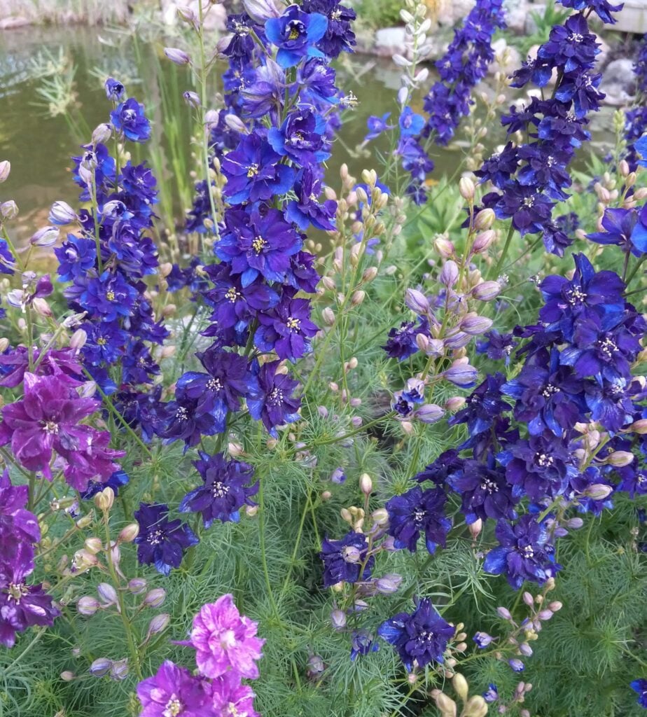 Larkspur