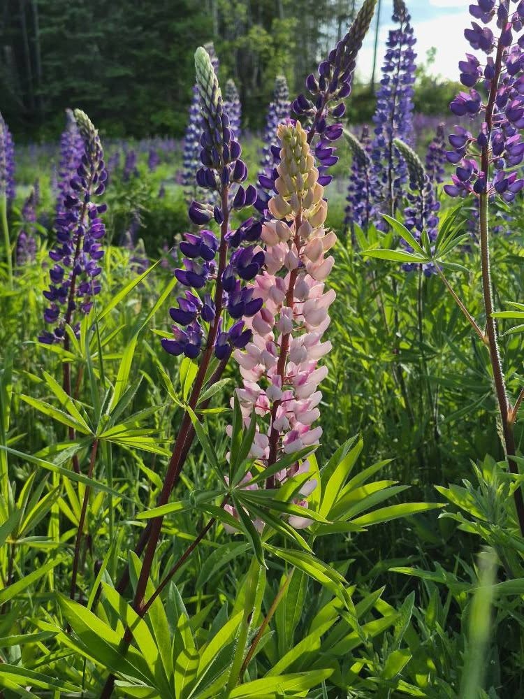 Lupines