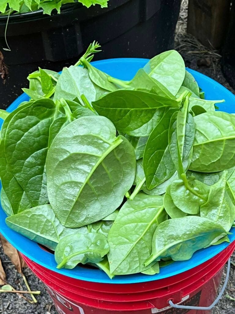 Malabar spinach