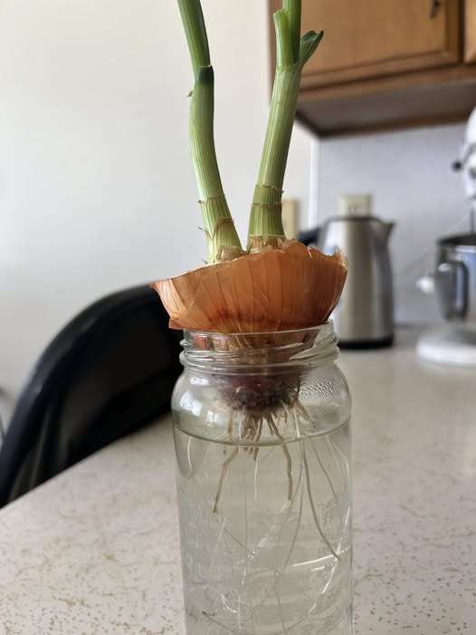 Onion bottom in a jar of water