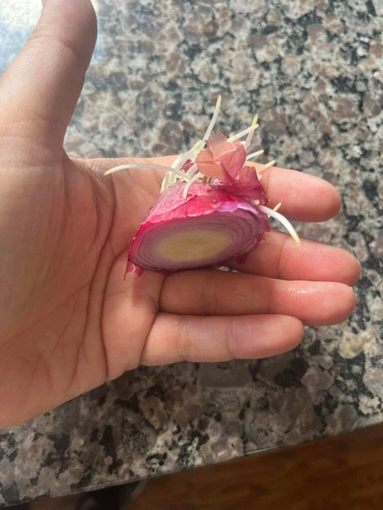 Onion scarp