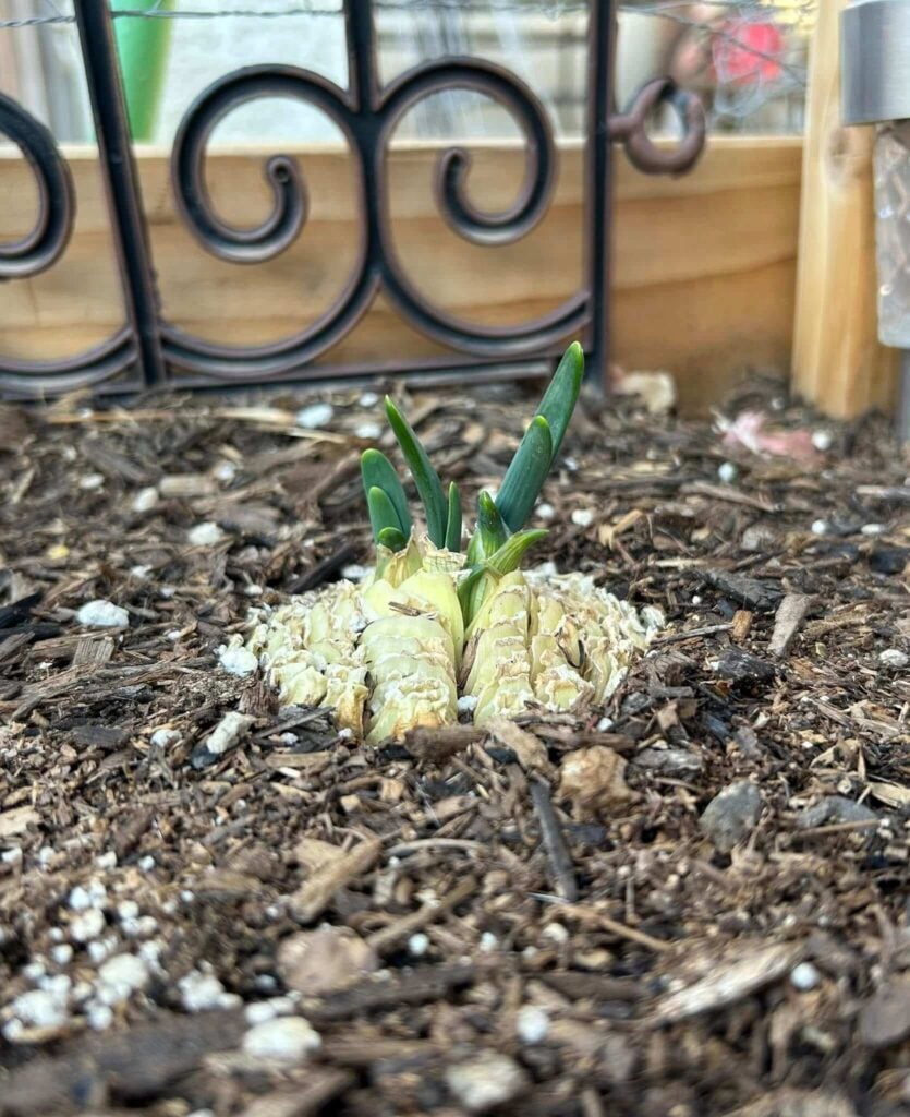 Onion scrap regrowing