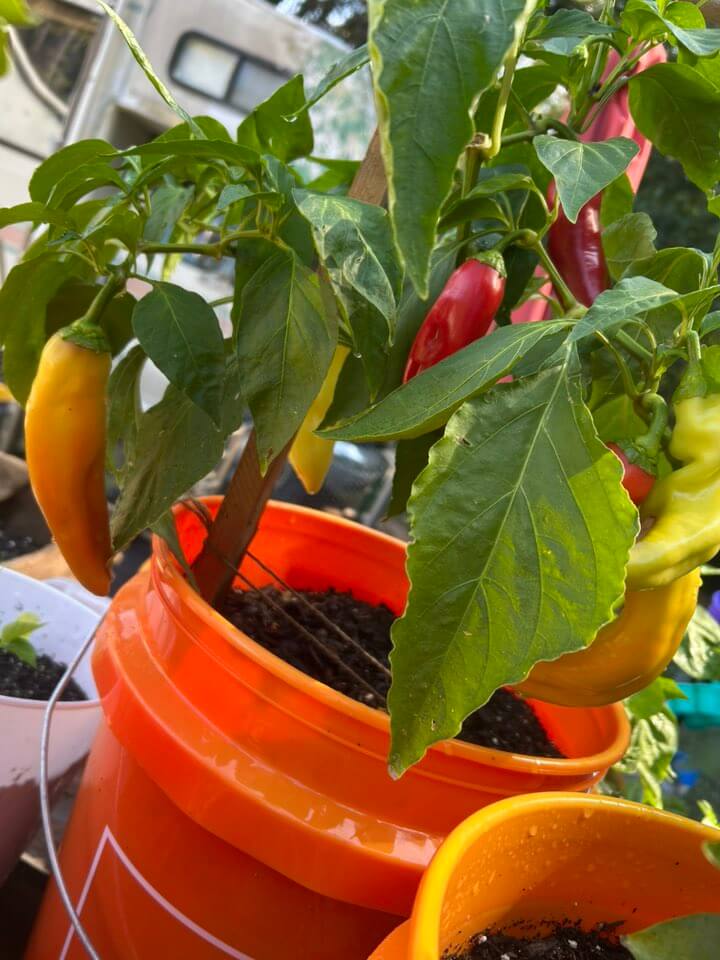 Peppers in bucket