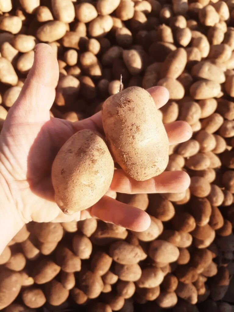 Potatoes in hot climate