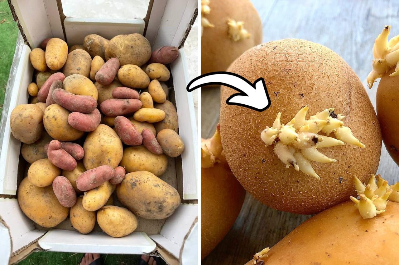 Potatoes sprouting