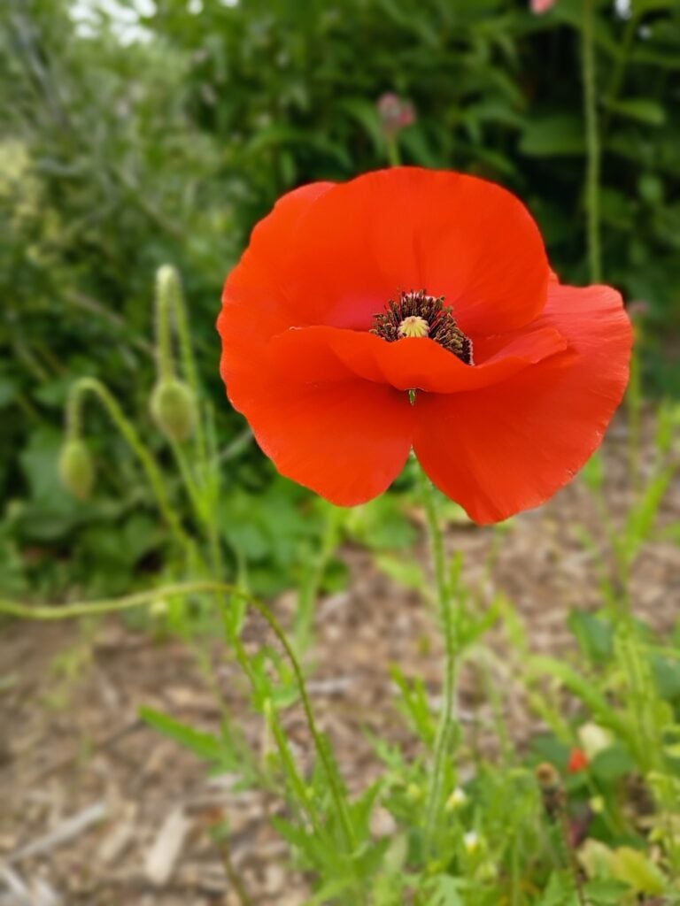 Red Corn Poppy