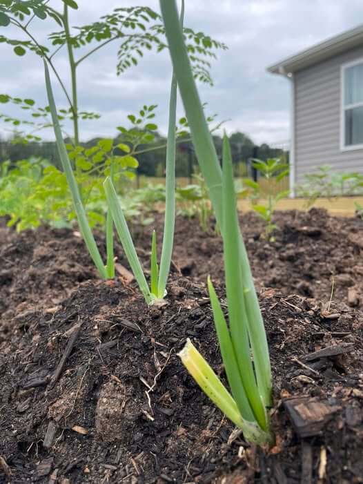 Regrow onion scraps directly outdoors