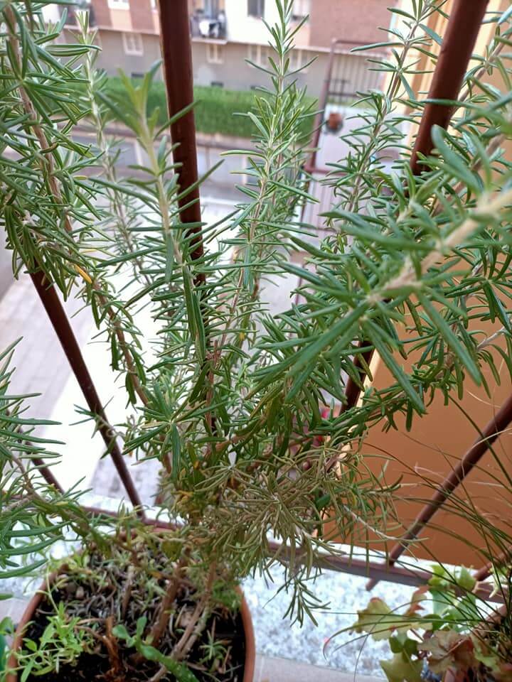 Rosemary at home