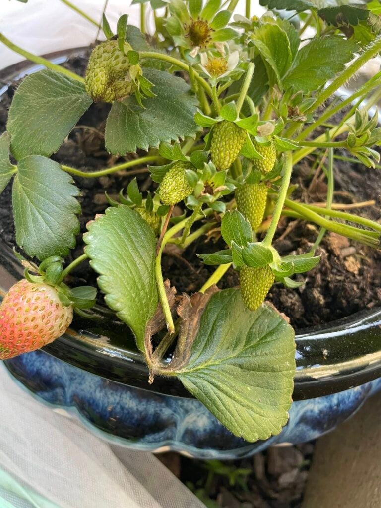 Strawberries in pot