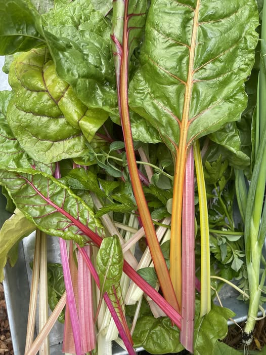 Swiss Chard