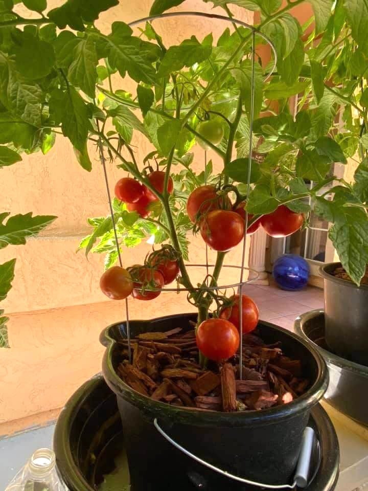 Tomatoes in bucket