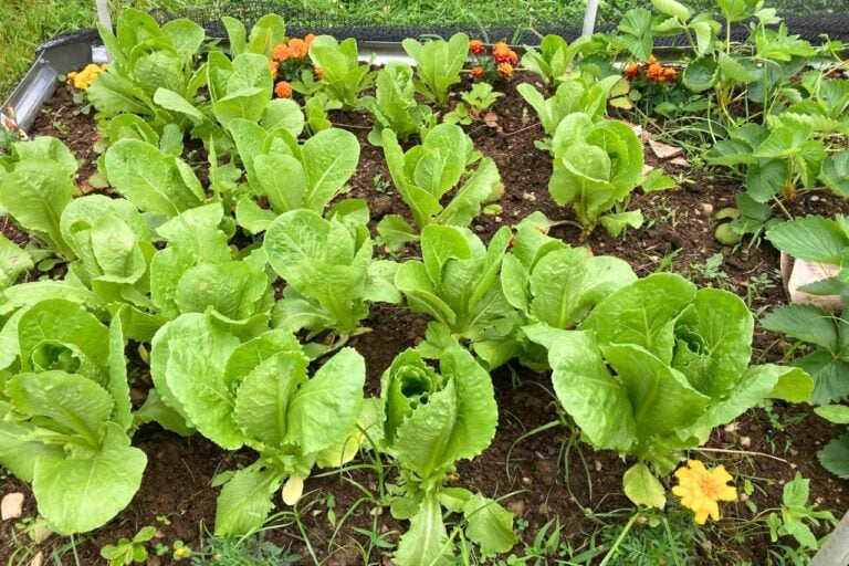 Veggies you can harvest again