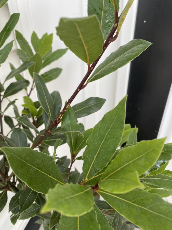 Bay leaf plant