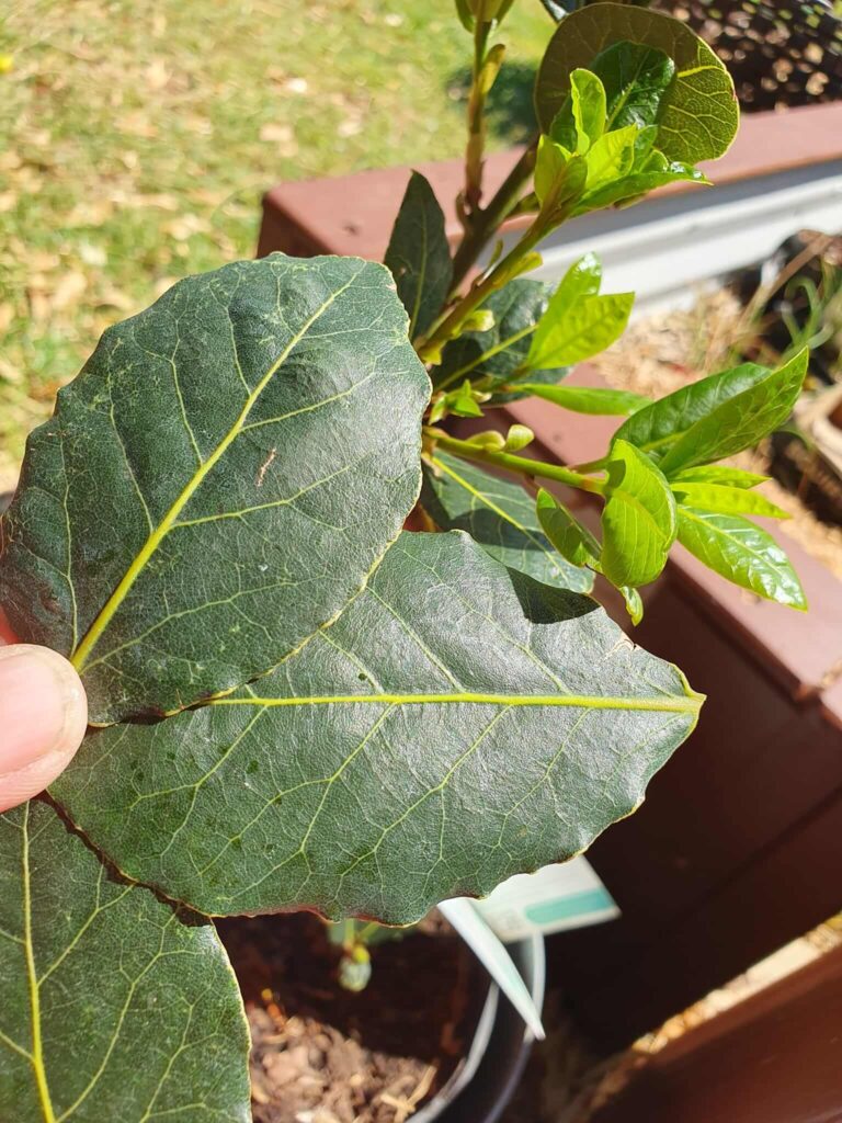 Bay leaves