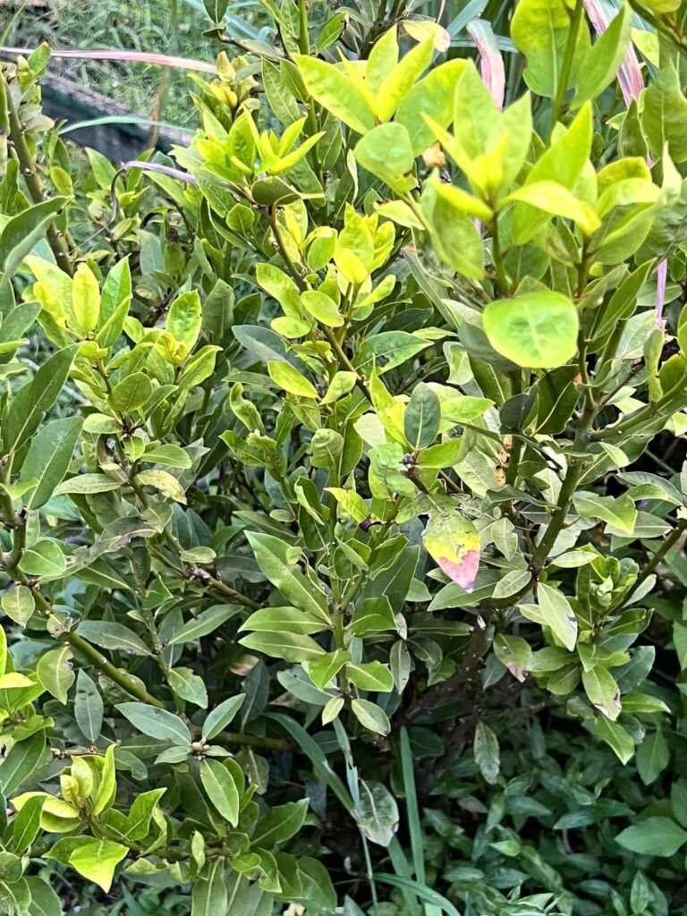 Bay leaves
