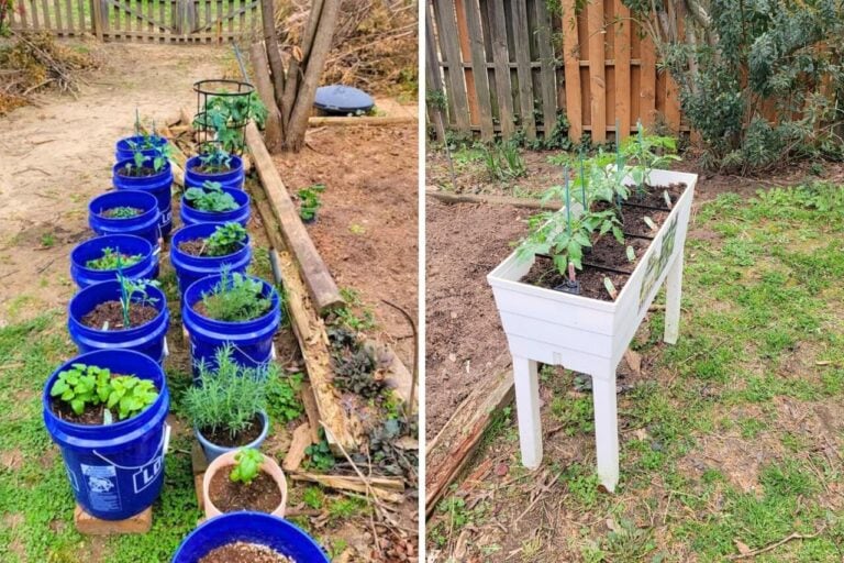 buckets gardening