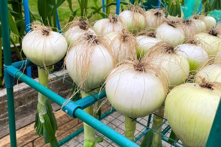 How to Regrow Onions from Scraps