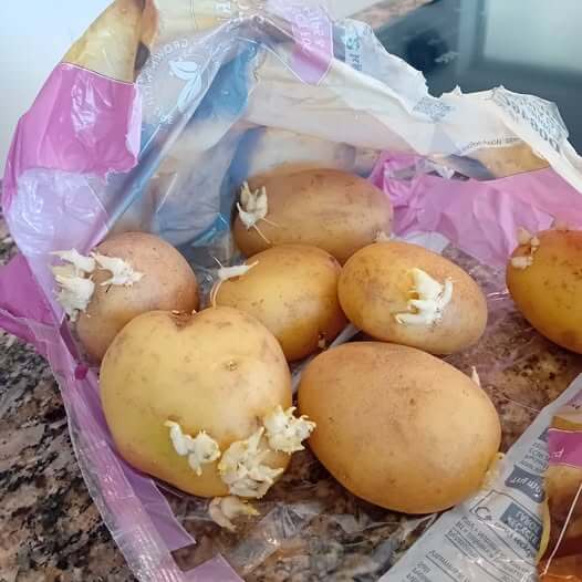 Potatoes in plastic