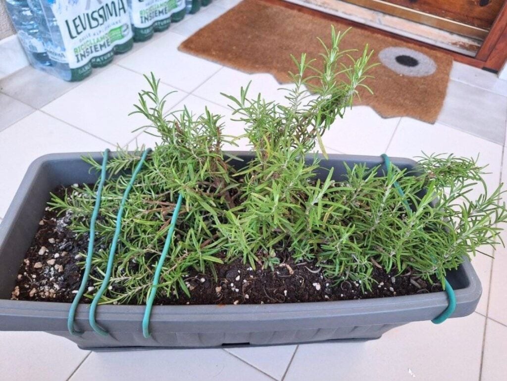 rosemary by the door